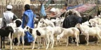 Mauritanie - Le prix du mouton relativement cher à Nouakchott 