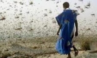 Alerte au criquet pèlerin en Mauritanie 