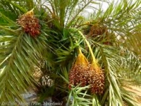 Le rendez-vous des dattes 