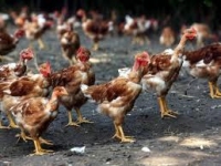 Mauritanie : Des Femmes Dans L'aviculture Pour Lutter Contre La Pauvreté Rurale 