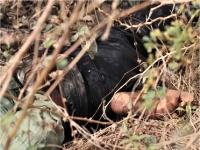 Nouveau témoignage sur des exécutions sommaires au Mali 