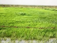 La Mauritanie va produire en 2013 plus de 65% de ses besoins alimentaires (…) 