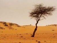La Mauritanie plante à Nouakchott 384.000 arbres pour stopper sable et mer 