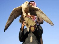 Mauritanie, un apartheid contre les faucons 