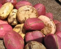 Les bienfaits de la noix de cola ? 