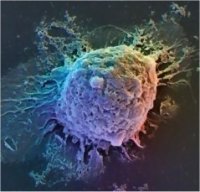 Des cellules centenaires retrouvent leur prime jeunesse 