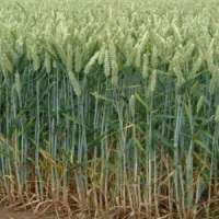 La Mauritanie va augmenter à 110% ses surfaces cultivables pour produire 37% (…) 