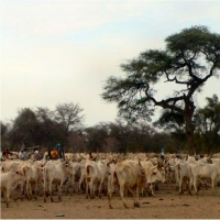 Mauritanie : première pierre d'une laiterie d'une capacité de 30 000 litres/jour 