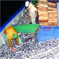 Des pêcheurs algériens prochainement en Mauritanie 