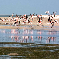 La biodiversité, une richesse stratégique pour la Mauritanie 