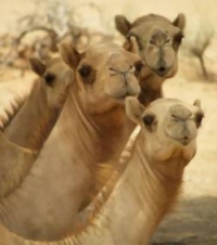 Un dromadaire sème la panique dans un village de Noël en Dordogne 
